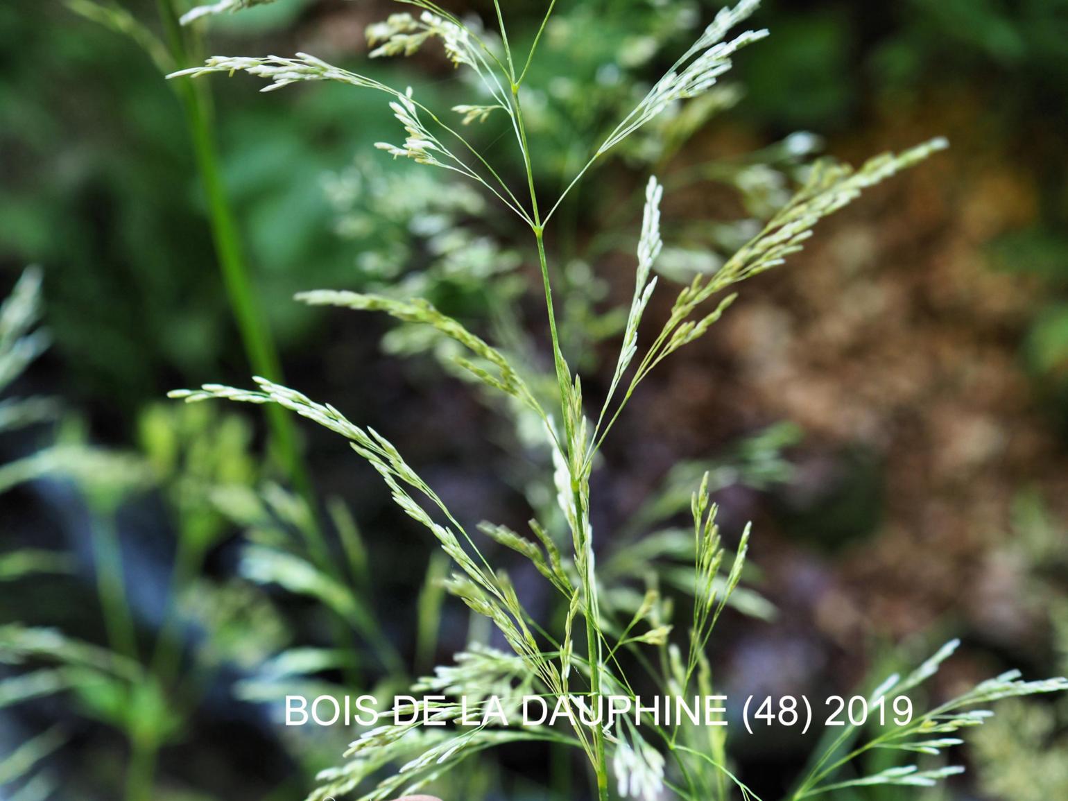 Hair-grass, Tufted